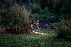 Tiger im Abendlicht Tiger im Abendlicht