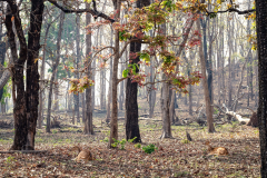 Wald mit Rehen Wald mit Rehen