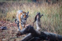 Tiger schleicht sich an Tiger schleicht sich an