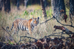 Tiger im Dschungel Tiger im Dschungel