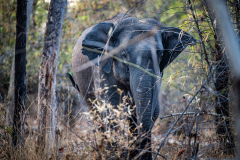 Ein wilder Elefant lugt durch das Dickicht Ein wilder Elefant lugt durch das Dickicht