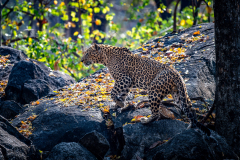 Leopard auf der Pirsch Leopard auf der Pirsch