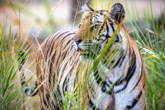 Tiger-close-up-Kopie Tiger-close-up-Kopie
