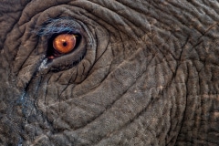 Close encounter