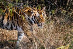 Tiger in Bhandavgarh National Park