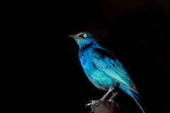 Vogel im Etosha Nationalpark, Namibia