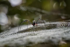 Spinne in Australien