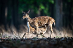 Axishirsch-Kitz-trinkt-bei-Mutter-Kanha-Nationalpark-klein