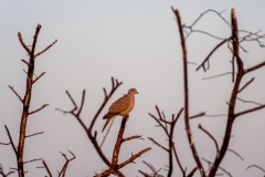 Taube im Velavadar Nationalpark, Indien