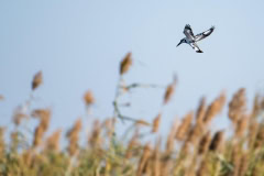 Kingfisher, Namibia