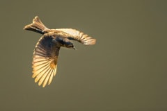 Im Flug