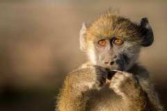 Affe im Chobe Nationalpark, Botswana