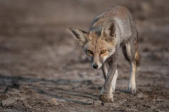 Wüstenfuchs im Nationalpark Little Rann of Kutch, Indien
