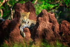 Leopard in der Serengeti, Tansania