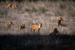 Wild-Dogs-4-Kanha-Nationalpark-Madhya-Pradesh-klein