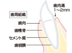 健康な歯ぐきのイラスト