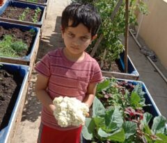 Cauliflower, known as "gobi" in Karnataka, is a popular and widely cultivated vegetable, especially during the winter months.