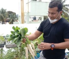 Radishes are root vegetables, typically small and round with a vibrant red skin, though they can also be black, yellow, purple, or pink.