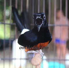 murai nias paling populer natalia