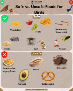 Can Bread Attract Birds