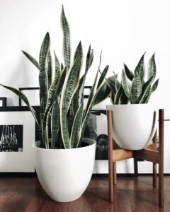 potted-snake-plants-in-modern-planters-on-hardwood-keep-plants-alive