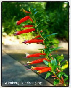 Read more about the article UNDER THE RADAR: THREE PLANTS THAT SHOULD BE ON YOUR MUST-HAVE LIST