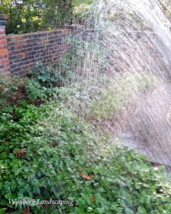 Read more about the article Winter Watering