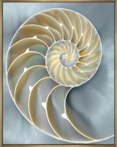 Nautilus in Blue I  - Canvas Gallery Champagne