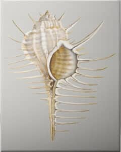 Spiney Murex - Unframed Canvas Unframed Canvas