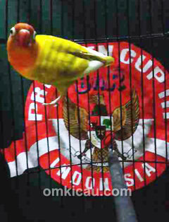 Lovebird Cleopatra