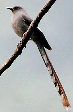 murai air / long-tailed sibia