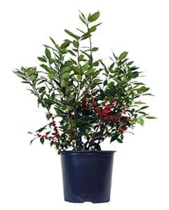 Shrubs With Berries for Birds