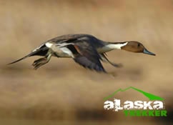 northern_pintail