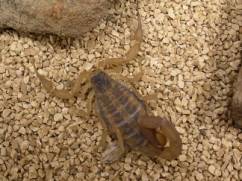 striped bark scorpion