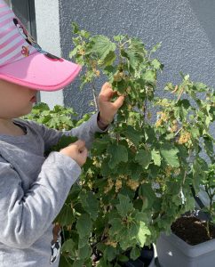 Johannisbeeren pflücken