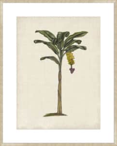 British Palms III - 10cm Mount Board Sm. Box Champagne 
