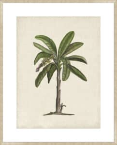 British Palms II - 10cm Mount Board Sm. Box Champagne 