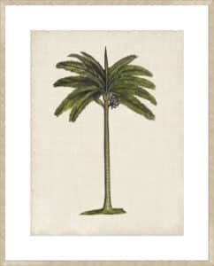 British Palms IV - 10cm Mount Board Sm. Box Champagne 