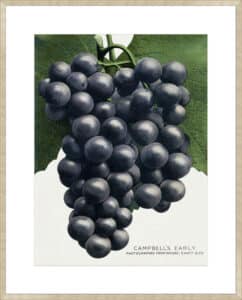 Campbell's Early Grape Lithograph - 10cm Mount Board Sm. Box Champagne 