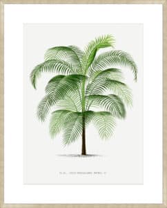 Cocos Weddeliana - 10cm Mount Board Sm. Box Champagne 