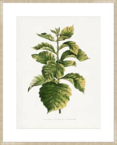 Common Hawnthorn Leaf - 10cm Mount Board Sm. Box Champagne 