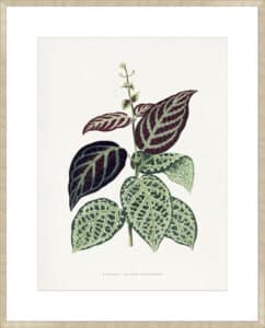 Green Bignonia Argyro Violascens Leaf - 10cm Mount Board Sm. Box Champagne 