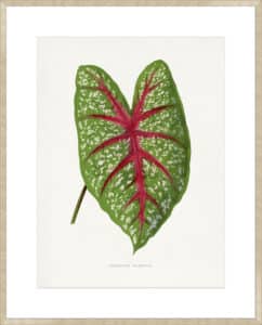 Green Caladium Chantini Leaf - 10cm Mount Board Sm. Box Champagne 