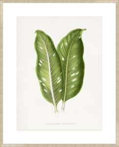Green Dieffenbachia Baraquiniana Leaf - 10cm Mount Board Sm. Box Champagne 