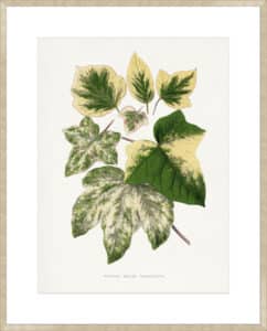 Green Leaf - 10cm Mount Board Sm. Box Champagne 