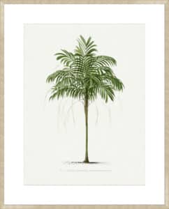 Ii Areca Monostachya - 10cm Mount Board Sm. Box Champagne 