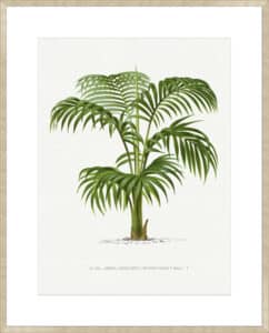 Kentia Vii - 10cm Mount Board Sm. Box Champagne 