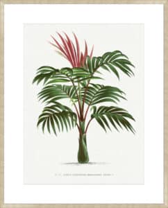 Kentiopsis - 10cm Mount Board Sm. Box Champagne 