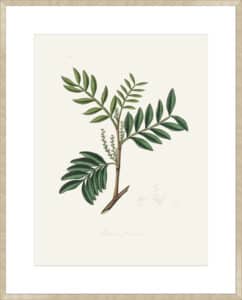Lentisk (pistacia Lenitiscus) Medical Botany - 10cm Mount Board Sm. Box Champagne 