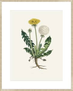 Leontodon Taraxacuma Medical Botany - 10cm Mount Board Sm. Box Champagne 